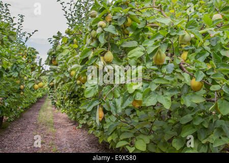 Quince fruit on the tree in a French orchard, Provence Stock Photo