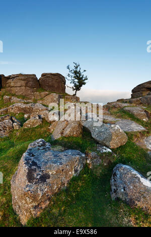 Lone Hawthorn Tree on Sharp Tor. Dartmoor National Park. Devon. UK. Stock Photo