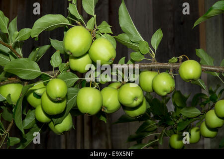green apple, green apples, apple, apples, apple tree, apple orchard, Malus domestica, Novato, Marin County, California, United States, North America Stock Photo