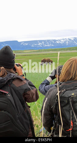 Photographers taking pictures of Grizzly Brown Bear Stock Photo