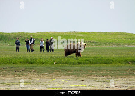 Grizzy Brown Bear with hikers Stock Photo