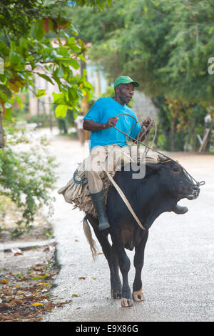 Dominikanische Republik, Osten, Las Lagunas de Nisibon, Mann reitet auf Ochsen Stock Photo