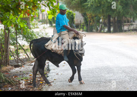 Dominikanische Republik, Osten, Las Lagunas de Nisibon, Mann reitet auf Ochse Stock Photo