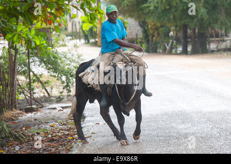 Dominikanische Republik, Osten, Las Lagunas de Nisibon, Mann reitet auf Ochse Stock Photo