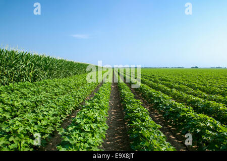 Bill,Ag,Agriculture,Agricultural,Country,Rural Stock Photo