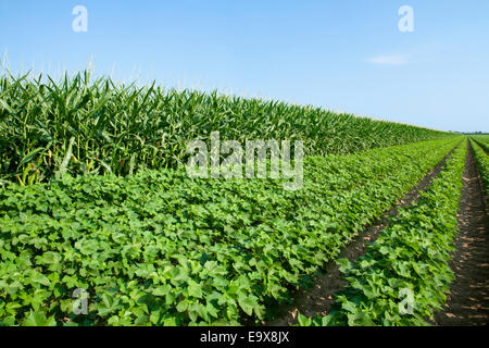 Bill,Ag,Agriculture,Agricultural,Country,Rural Stock Photo