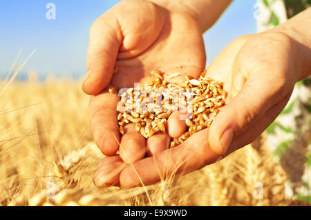Womans hands in a wheat field at romantic sunset Stock Photo - Alamy