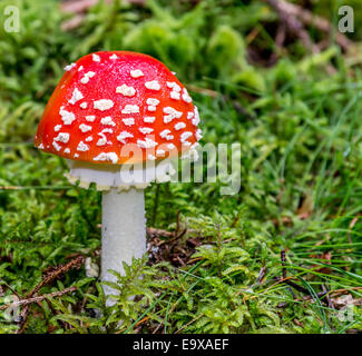Toadstool in a Swedish forest Stock Photo