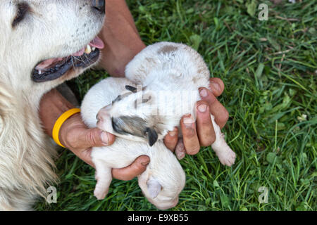 Hands holding one week old Great Pyrenees puppies, watchful mother. Stock Photo