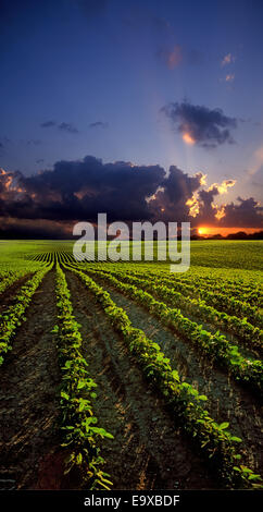 Agriculture - Large rolling field of early growth conventionally tilled ...