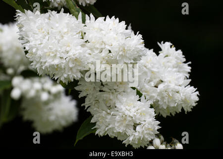 Pure white flowers of the early summer flowering Deutzia crenata 'Plena' Stock Photo