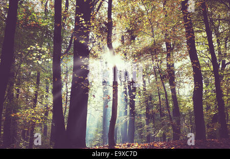 Vintage filtered picture of a dark autumn forest. Stock Photo