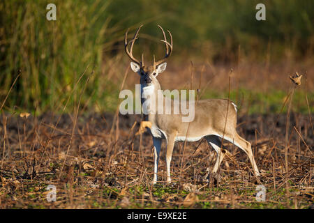 Texas Whitetail buck deer odocoileus virginianus laying down resting on ...