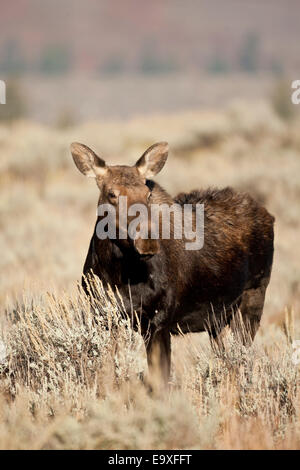 Shira's cowl moose during the autumn rut in Wyoming Stock Photo