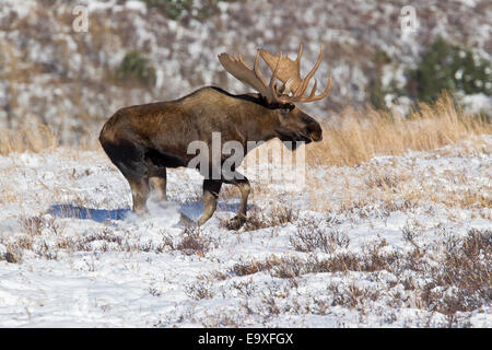 Alaskan bull moose running over snowy ground Stock Photo