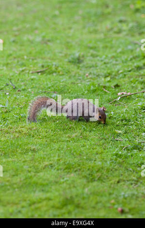 Grey Squirrel (Scurius carolinensis). On ground about to bury food in form of acorns and mast as a winter cache. October. Stock Photo