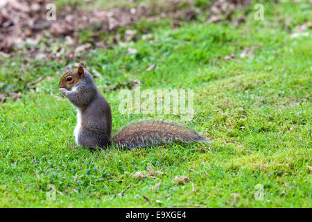 Grey Squirrel (Scurius carolinensis). On ground, amongst fallen autumn leaves, about to bury food. Stock Photo
