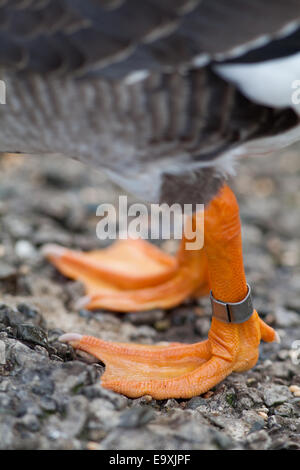 White-fronted Goose (Anser albifrons). Close-up of left leg, showing metal alloy identification ring or band. Stock Photo