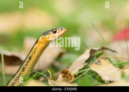 Common garter snake (Thamnophis sirtalis) in autumn Stock Photo