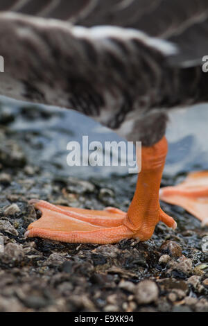 White-fronted Goose (Anser albifrons). Close-up of feet, showing webbing, and the colour; the intensity of pigmentation. Stock Photo