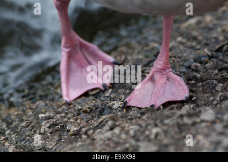 Pink-footed Geese (Anser brachyrhynchus). Close-up of feet, showing webbing, and the colour which gives this species of grey goo Stock Photo