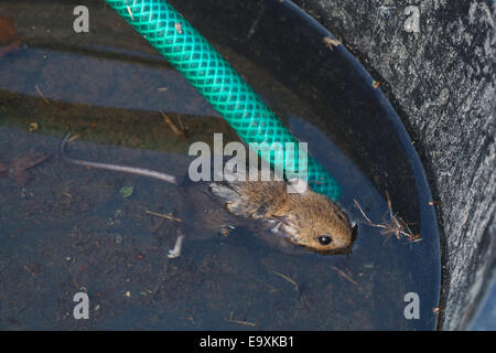 Wood Mouse or Long-tailed Field Mouse (Apodemus sylvaticus). Drowned. Capable swimming this mouse was unable to rescue itself. Stock Photo