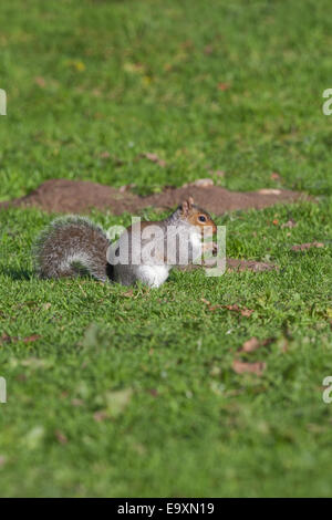 Grey Squirrel (Scurius carolinensis). On ground about to bury food in form of acorns and mast as a winter cache. October. Stock Photo