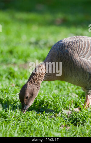 Pink-footed Geese (Anser brachyrhynchus). Grazing grasses of a length most efficiently harvested by the length of the bill. Stock Photo