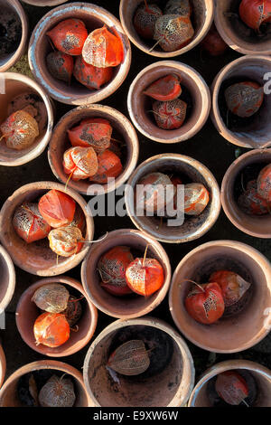 Physalis alkekengi. Drying Chinese lantern flower seed casing in terracotta flower pots Stock Photo