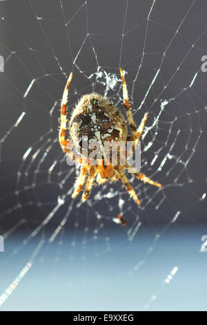 European Garden spider Araneus Diadematus Stock Photo