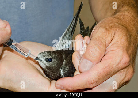 Common Swift (Apus apus), injured young bird is cared for, Schwaz, Tyrol, Austria Stock Photo