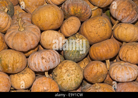 Pumpkins (Cucurbita) for sale on a market, Chiang Mai, Thailand Stock Photo