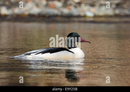 Goosander (Mergus merganser), male swimming in the habitat, Harz, Saxony-Anhalt, Germany Stock Photo