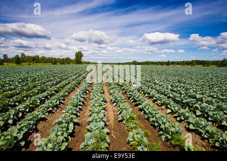 Green cabbage field in autumn Stock Photo