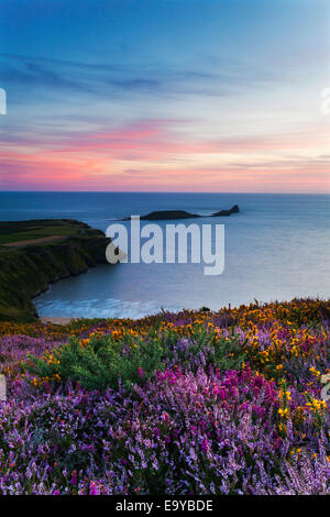 Heather and Sunset at Rhossili Bay with the Worms Head in the Distance, Gower, South Wales, UK Stock Photo