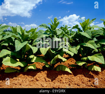 what is the substance in tobacco that causes cancer Tobacco carcinogens, their biomarkers and tobacco-induced cancer