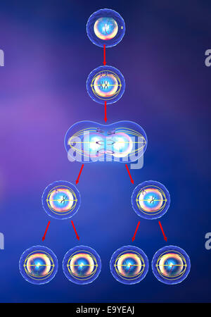 Illustration of mitosis and meiosis Stock Photo