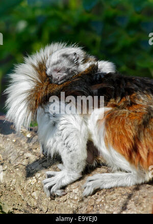 Marwell Zoo, Hampshire, UK. 04th Nov, 2014. Endangered Cotton Top Tamarin and One of Two One Week OId Babies at Marwell Zoo in Hampshire, UK Credit:  Krys Bailey/Alamy Live News Stock Photo