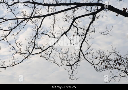tree branches silhouettes against sky Stock Photo