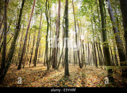 Mysterious autumn forest landscape with sunbeams. Stock Photo