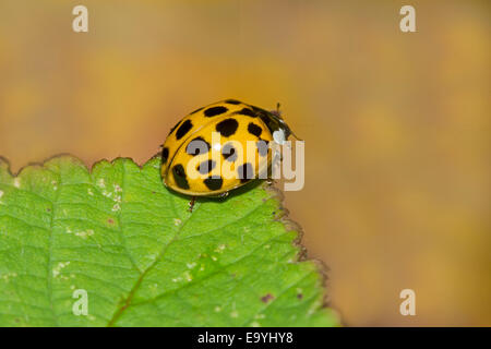 Harlequin Ladybird on bramble leaf Stock Photo