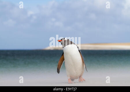 Gentoo Penguin on the beach of Bleaker Island in the Falklands Stock Photo