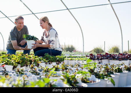 Male horticulturalist advising female customer on potted plant in plant nursery polytunnel Stock Photo