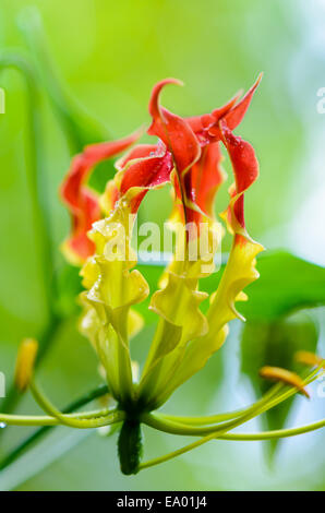 Gloriosa Superba or Climbing Lily is a climber with spectacular red and yellow flowers, but all parts of the plant are extremely Stock Photo