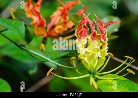 Gloriosa Superba or Climbing Lily is a climber with spectacular red and yellow flowers, but all parts of the plant are extremely Stock Photo