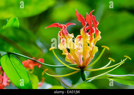 Gloriosa Superba or Climbing Lily is a climber with spectacular red and yellow flowers, but all parts of the plant are extremely Stock Photo