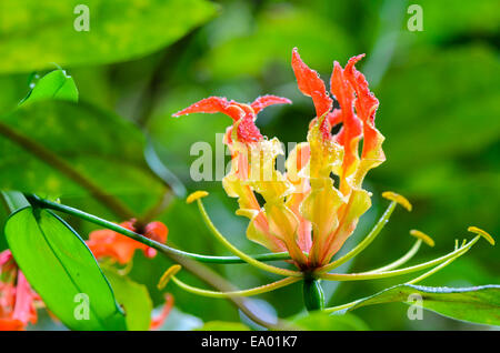 Gloriosa Superba or Climbing Lily is a climber with spectacular red and yellow flowers, but all parts of the plant are extremely Stock Photo