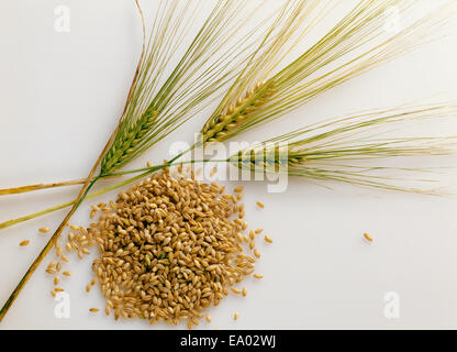 Barleycorns hi res stock photography and images Alamy