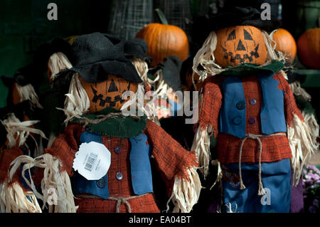 Scarecrow is displayed during a Halloween, Pumpkin festival. Staten Island. New York. USA. Pumpkin Picking at Decker Farm featur Stock Photo