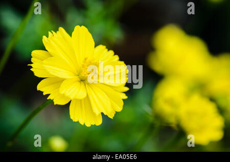 Yellow Cosmos flower (Cosmos sulphureus) in garden Stock Photo